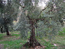 Le olive di Gaeta