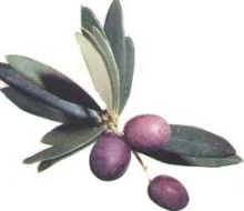 Le olive di Gaeta